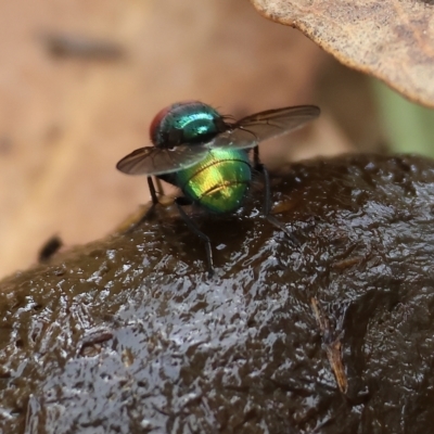 Chrysomya sp. (genus) (A green/blue blowfly) at Federation Hill - 25 Mar 2023 by KylieWaldon