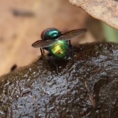 Chrysomya sp. (genus) (A green/blue blowfly) at Wodonga - 25 Mar 2023 by KylieWaldon