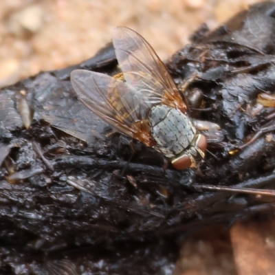 Calliphora stygia (Brown blowfly or Brown bomber) at Federation Hill - 25 Mar 2023 by KylieWaldon