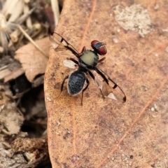 Pogonortalis doclea (Boatman fly) at West Wodonga, VIC - 26 Mar 2023 by KylieWaldon