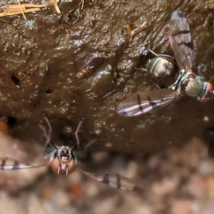 Platystomatidae (family) at West Wodonga, VIC - 26 Mar 2023