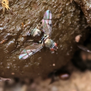 Platystomatidae (family) at West Wodonga, VIC - 26 Mar 2023 10:27 AM