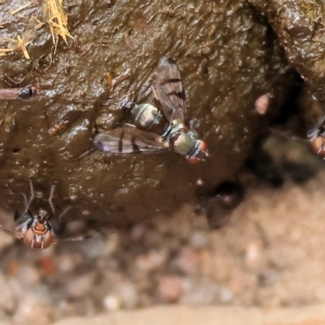 Platystomatidae (family) at West Wodonga, VIC - 26 Mar 2023 10:27 AM