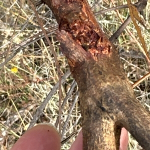 Eucalyptus elata at Yarralumla, ACT - 26 Mar 2023