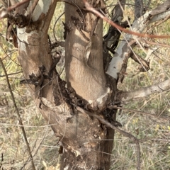 Eucalyptus elata at Molonglo Valley, ACT - 26 Mar 2023