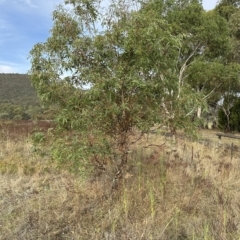 Eucalyptus elata at Molonglo Valley, ACT - 26 Mar 2023