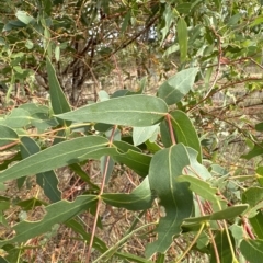 Eucalyptus elata at Yarralumla, ACT - 26 Mar 2023