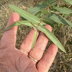 Eucalyptus elata at Yarralumla, ACT - 26 Mar 2023 05:05 PM