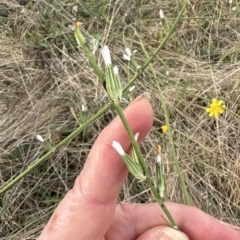 Chondrilla juncea (Skeleton Weed) at Aranda Bushland - 26 Mar 2023 by lbradley