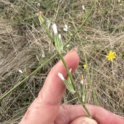 Chondrilla juncea (Skeleton Weed) at Yarralumla, ACT - 26 Mar 2023 by lbradley