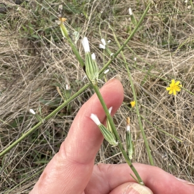 Chondrilla juncea (Skeleton Weed) at Molonglo Valley, ACT - 26 Mar 2023 by lbradley