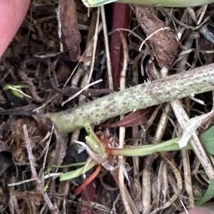 Chondrilla juncea at Molonglo Valley, ACT - 26 Mar 2023