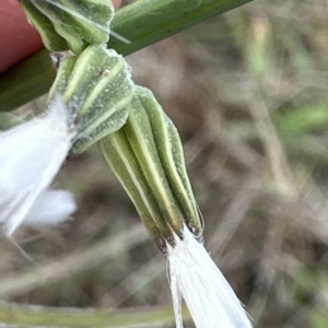 Chondrilla juncea at Molonglo Valley, ACT - 26 Mar 2023