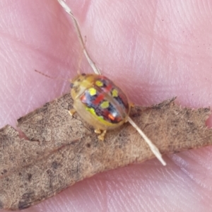 Paropsisterna annularis at Watson, ACT - 26 Mar 2023