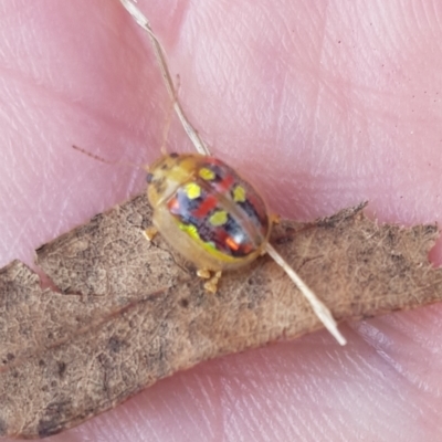 Paropsisterna annularis (A leaf beetle) at Watson, ACT - 26 Mar 2023 by mattjfitzgerald