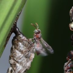 Unidentified Social or paper-nest wasp (Vespidae, Polistinae or Vespinae) at Capalaba, QLD - 25 Mar 2023 by TimL