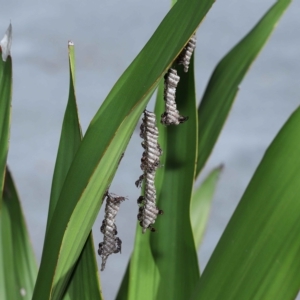 Ropalidia revolutionalis at Capalaba, QLD - 26 Mar 2023 09:00 AM