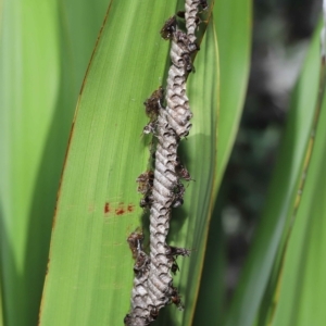 Ropalidia revolutionalis at Capalaba, QLD - 26 Mar 2023 09:00 AM