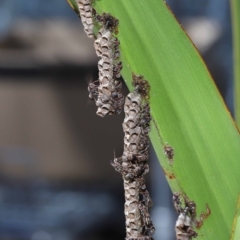 Ropalidia revolutionalis at Capalaba, QLD - 26 Mar 2023 09:00 AM