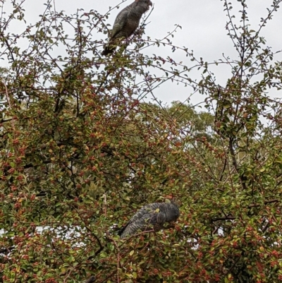 Callocephalon fimbriatum (Gang-gang Cockatoo) at Mawson, ACT - 26 Mar 2023 by stofbrew