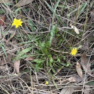 Leontodon saxatilis at Molonglo Valley, ACT - 26 Mar 2023