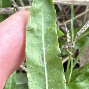 Leontodon saxatilis at Molonglo Valley, ACT - 26 Mar 2023