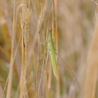 Acrida conica (Giant green slantface) at Dryandra St Woodland - 24 Mar 2023 by ConBoekel