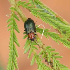 Adoxia benallae (Leaf beetle) at Dryandra St Woodland - 20 Mar 2023 by ConBoekel