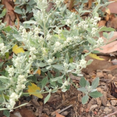 Chenopodium album (Fat Hen) at O'Connor, ACT - 21 Mar 2023 by ConBoekel