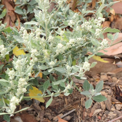 Chenopodium album (Fat Hen) at Dryandra St Woodland - 20 Mar 2023 by ConBoekel