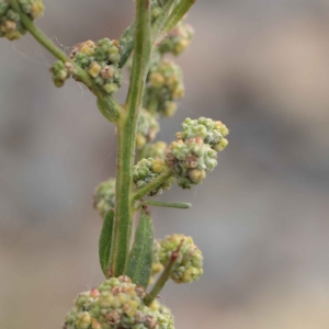 Chenopodium album at O'Connor, ACT - 21 Mar 2023