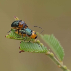 Aporocera (Aporocera) consors (A leaf beetle) at O'Connor, ACT - 24 Mar 2023 by ConBoekel