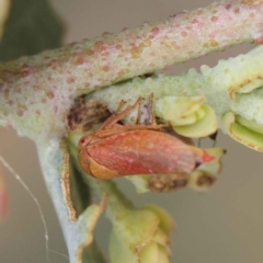 Austroagalloidinae (sub-family) (A leafhopper) at Dryandra St Woodland - 24 Mar 2023 by ConBoekel