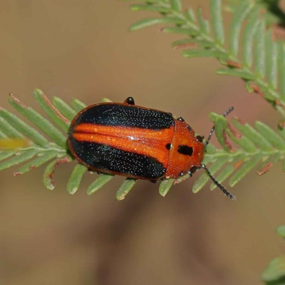 Calomela curtisi (Acacia leaf beetle) at O'Connor, ACT - 23 Mar 2023 by ConBoekel