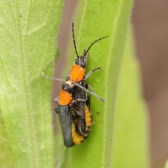 Chauliognathus tricolor (Tricolor soldier beetle) at O'Connor, ACT - 24 Mar 2023 by ConBoekel