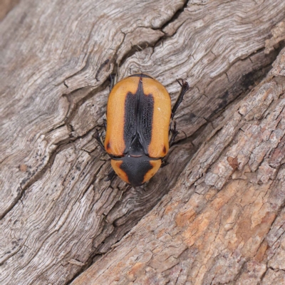 Chondropyga dorsalis (Cowboy beetle) at Dryandra St Woodland - 24 Mar 2023 by ConBoekel