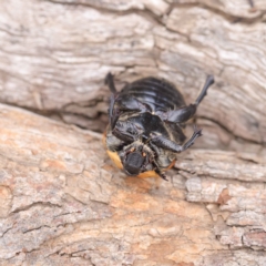 Chondropyga dorsalis at O'Connor, ACT - 24 Mar 2023 03:28 PM