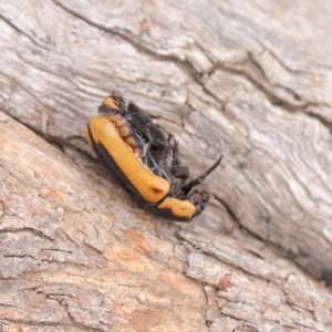 Chondropyga dorsalis at O'Connor, ACT - 24 Mar 2023 03:28 PM