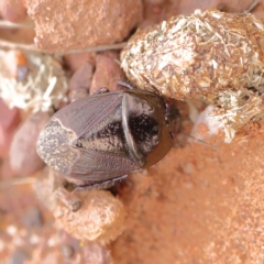 Adrisa sp. (genus) (Burrowing Bug) at Dryandra St Woodland - 24 Mar 2023 by ConBoekel