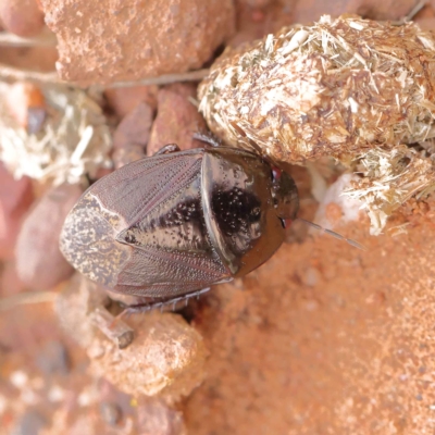 Adrisa sp. (genus) (Burrowing Bug) at Dryandra St Woodland - 24 Mar 2023 by ConBoekel