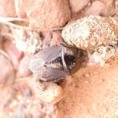 Adrisa sp. (genus) at O'Connor, ACT - 24 Mar 2023 03:53 PM