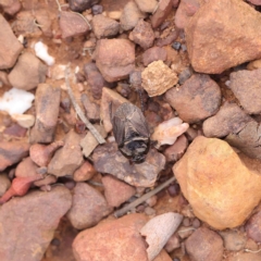 Adrisa sp. (genus) at O'Connor, ACT - 24 Mar 2023 03:53 PM