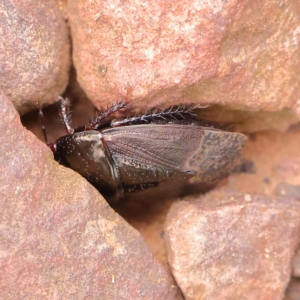 Adrisa sp. (genus) at O'Connor, ACT - 24 Mar 2023