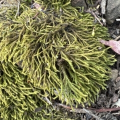 Triquetrella (A trailing moss) at Aranda, ACT - 26 Mar 2023 by lbradley