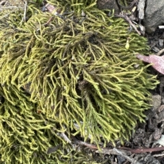 Triquetrella (A trailing moss) at Molonglo Valley, ACT - 26 Mar 2023 by lbradley