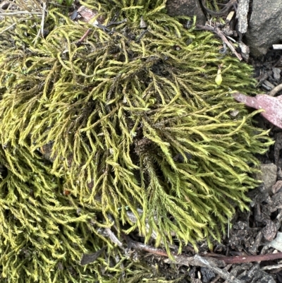 Triquetrella (A trailing moss) at Aranda, ACT - 26 Mar 2023 by lbradley