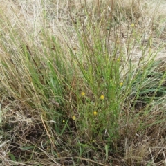 Calotis lappulacea at Hawker, ACT - 26 Mar 2023