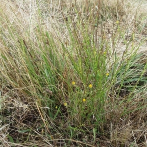 Calotis lappulacea at Hawker, ACT - 26 Mar 2023