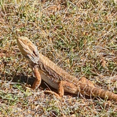 Pogona barbata (Eastern Bearded Dragon) at Red Hill, ACT - 24 Feb 2023 by Spero