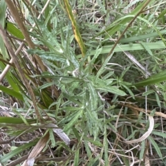 Coronidium gunnianum at Aranda, ACT - 26 Mar 2023